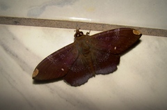 Lepidoptera