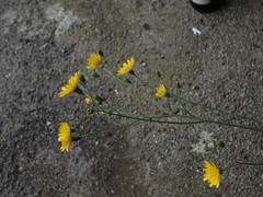 Hieraciinae
