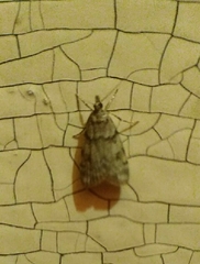 Scoparia subfusca