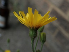 Hieraciinae