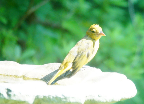 Piranga rubra image