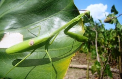 Stagmatoptera binotata