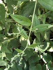 Lithospermum officinale