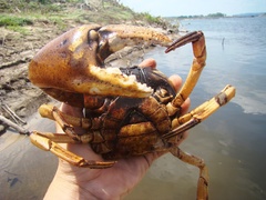 Sylviocarcinus devillei