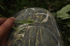 Epilobium tetragonum
