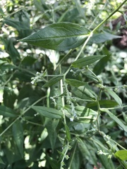 Lithospermum officinale