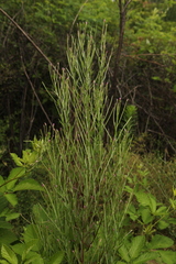 Epilobium tetragonum