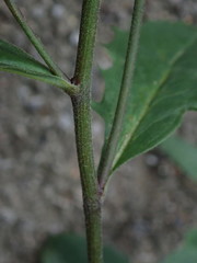 Hieraciinae