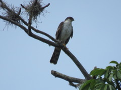 Accipiter striatus chionogaster