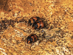 Diaperis nigronotata