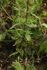 Epilobium tetragonum