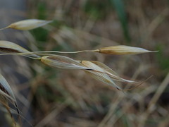 Avena fatua