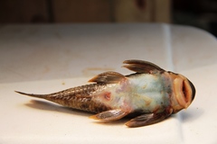 Chaetostoma fischeri