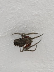 Araneus bufo