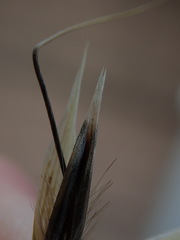 Avena fatua