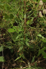 Epilobium tetragonum