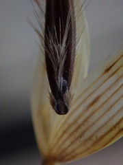 Avena fatua