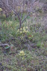 Phylica pubescens