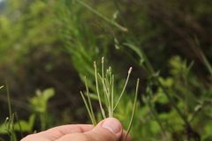 Epilobium tetragonum