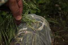 Epilobium tetragonum