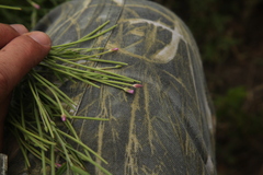 Epilobium tetragonum