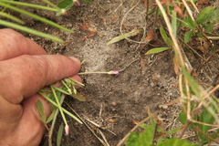 Epilobium tetragonum