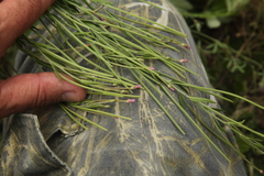 Epilobium tetragonum