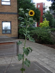 Helianthus annuus