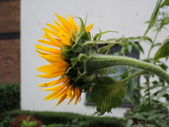 Helianthus annuus