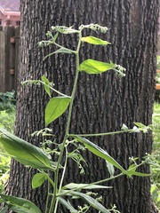 Lithospermum officinale