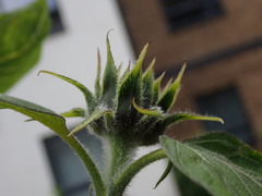 Helianthus annuus