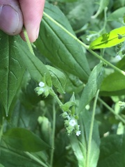 Lithospermum officinale