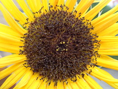 Helianthus annuus