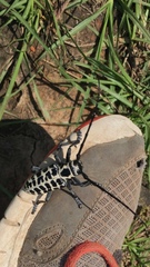 Plectrodera scalator