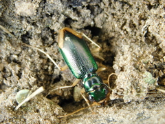 Tetracha impressa