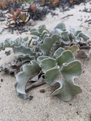 Cirsium rhothophilum