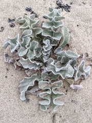 Cirsium rhothophilum