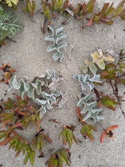 Cirsium rhothophilum