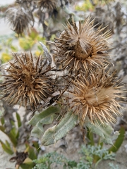 Cirsium rhothophilum