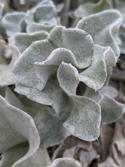 Cirsium rhothophilum