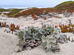 Cirsium rhothophilum