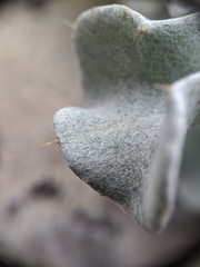 Cirsium rhothophilum