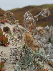 Cirsium rhothophilum