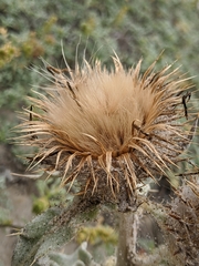 Cirsium rhothophilum