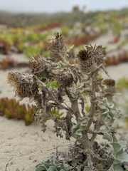 Cirsium rhothophilum