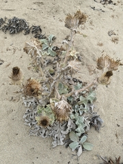 Cirsium rhothophilum