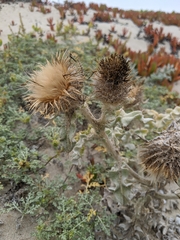 Cirsium rhothophilum