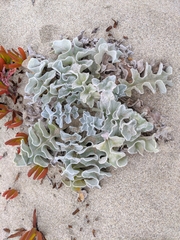 Cirsium rhothophilum