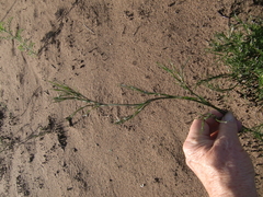 Thamnochortus insignis
