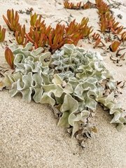 Cirsium rhothophilum